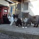 Illustration for article titled Cats Rule These Japanese Islands